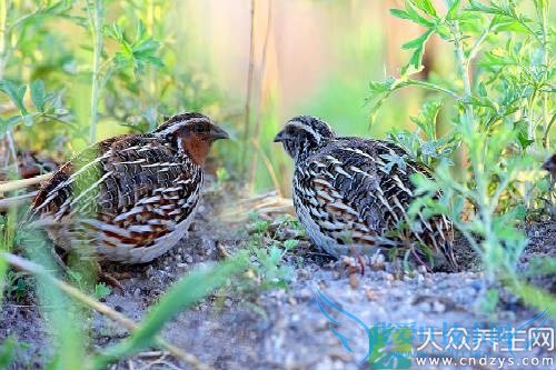 ���˳���Щʳ��Ԥ�����(3)