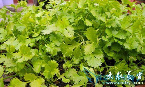 �����ܳ������