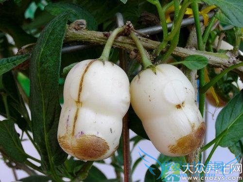  ��Ѫѹ�ܳ��˲ι���