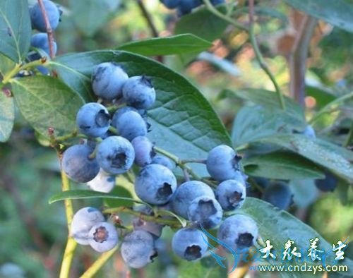 ��Ѫѹ�ܳ���ݮ��