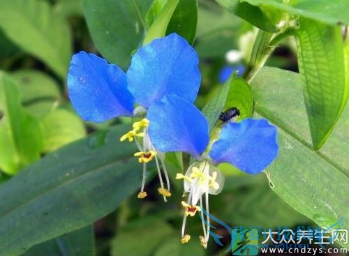 �����ܳ�Ѽ�Ų���