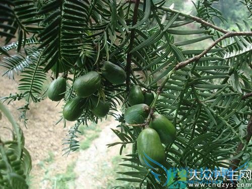 �����ܳ������