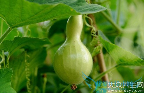 ��Ѫѹ�ܳԺ�«��