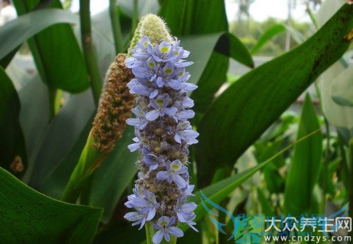 ��Ѫѹ�ܳ��Ŀݲ���