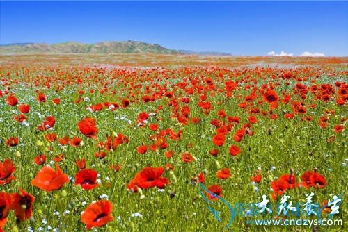 �����ܳԺ컨������