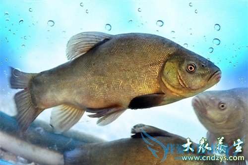 ��Ѫѹ������ʳԭ��(2)