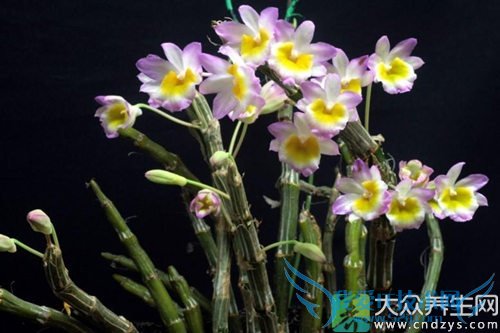 �����ܳ�ʯ����