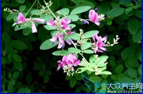  �и��ܳԺ�֦����