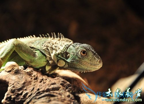 ��������׳���ط�һ����(2)