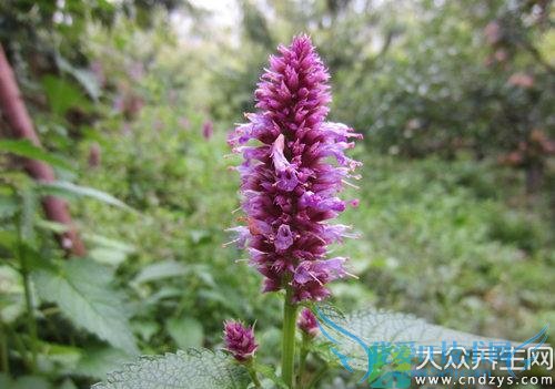 Ƥ�������ܳ�޽����