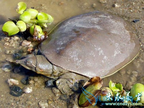 7��ʳ�������Ϊ��ͦ���� (7)