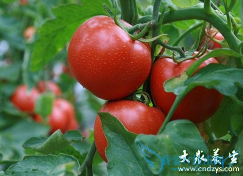 ����Ů������ ʮ���̲�ʳ��(9)