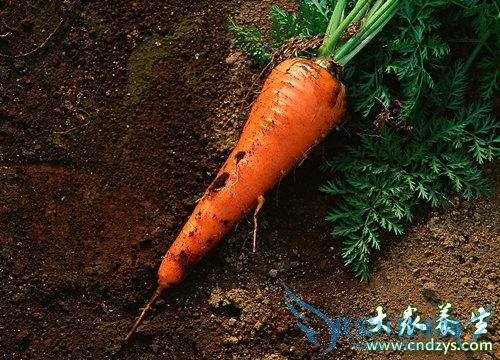 ����Ů������ ʮ���̲�ʳ��(4)