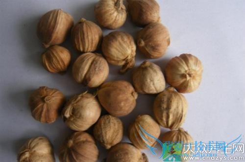 �׶�ޢ����������Ż����