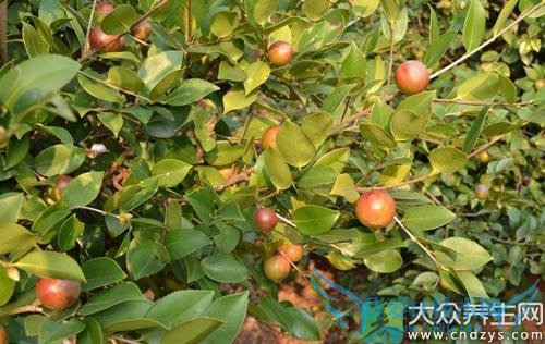 ��Ѫѹ�ܳ��Ͳ���