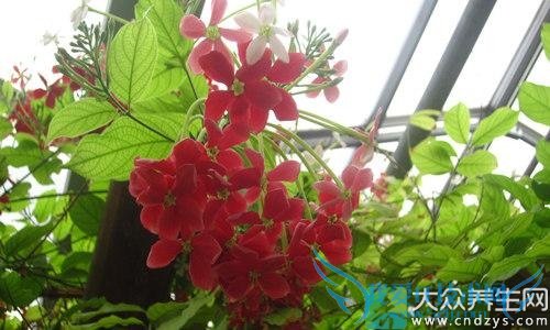 Ƥ�������ܳ�ʹ������