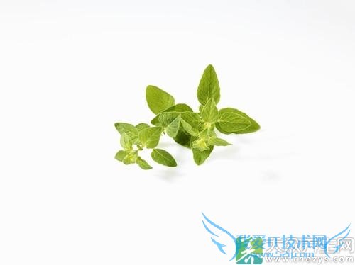 �и��ܳ�ţ����