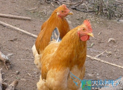 ��Ѫѹ�ܳ��⼦��