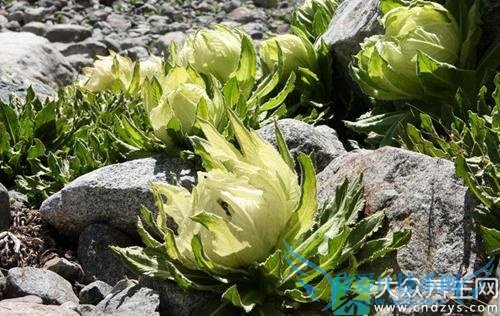 Ƥ�������ܳ�ѩ����