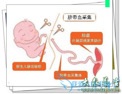 �������Ѫ���������Ѫ����Ҫ����(2)