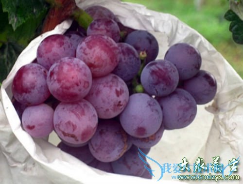 �и��ܳԺ�õ��������