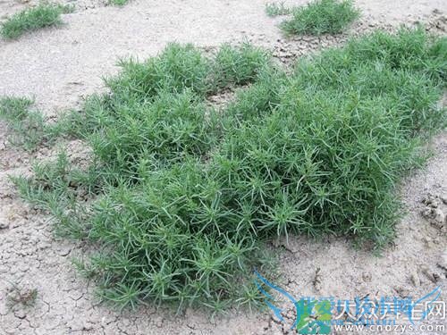 �и��ܳԼ�����