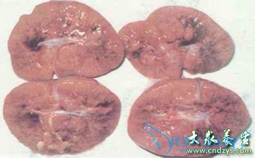 ��С������