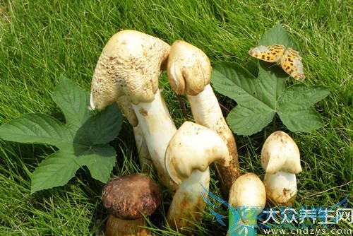 �������ܳԼ��Ⱦ���