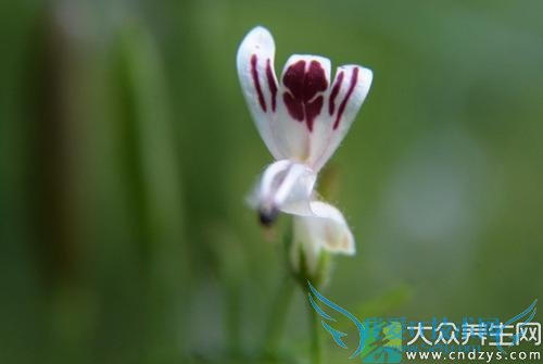 �������ܳԴ�������