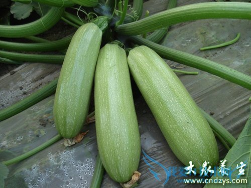 ��Ѫѹ�ܳ�����«��