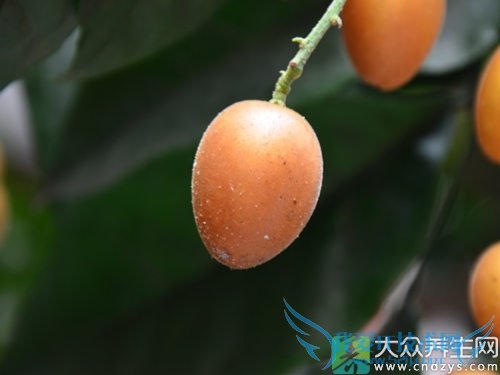 �������ܳԻ�Ƥ����