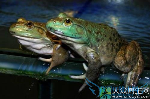 ��Ѫѹ�ܳ�ţ����