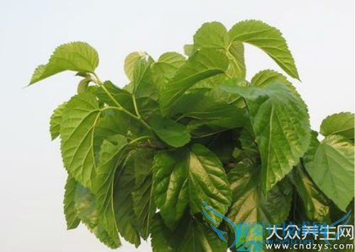 �������ܳ�ɣҶ��