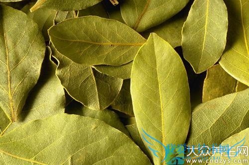 �����ܳ���Ҷ��