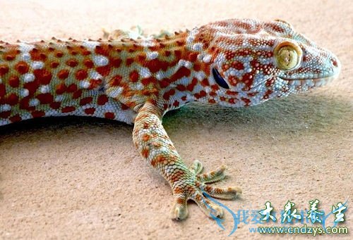 �и��ܳԸ����