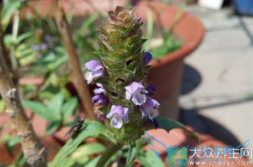 Ƥ�������ܳ��Ŀݲ���  