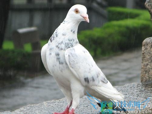 Ƥ�������ܳԸ�����