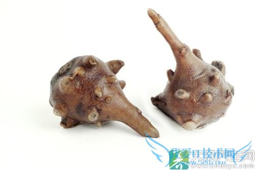 Ƥ�������ܳԸ�����