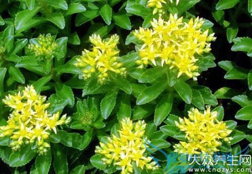 �и��ܳ���������