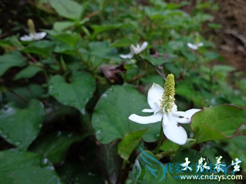 ��Ѫѹ�ܳ����Ȳ���