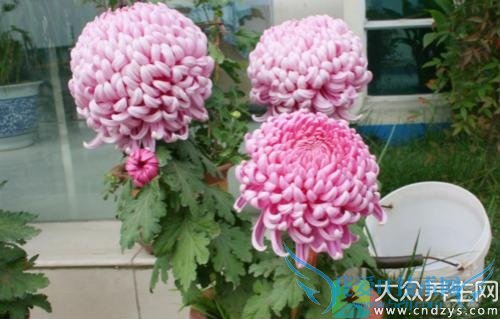 ��Ѫѹ�ܳԾջ���