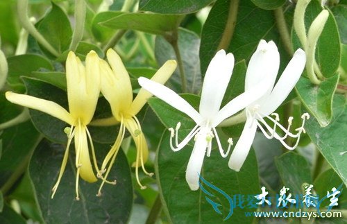 �����ܳԽ�������