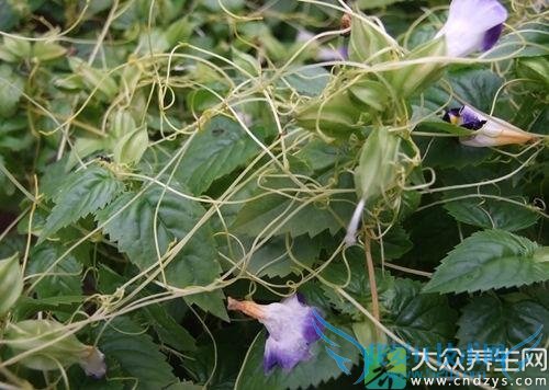 �����ܳ���˿����