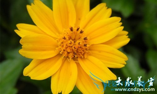 Ƥ�������ܳ�Ұ�ջ���