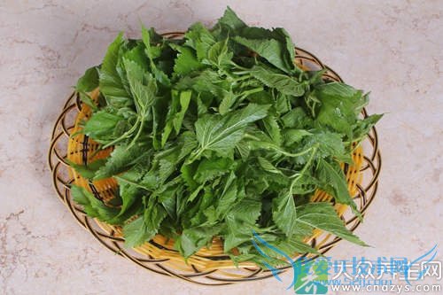 �и��ܳ�ɣҶ��