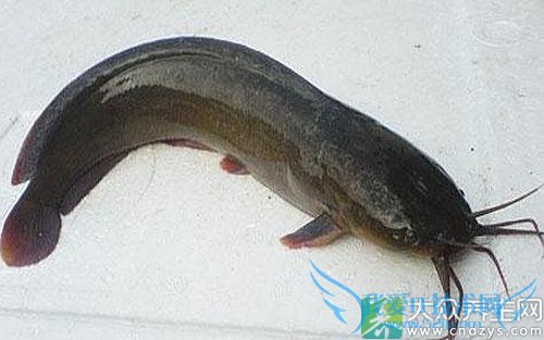 ��Ѫѹ�ܳ�������