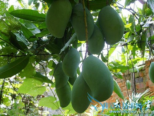 ���п��Գ���â����