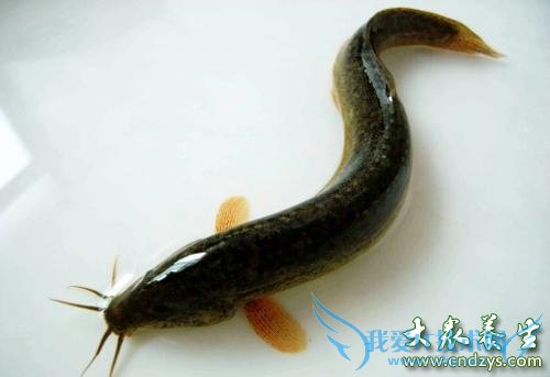 ����ʳƷ��������ֱ����������(3)