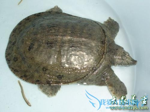 ����ʳƷ��������ֱ����������(7)