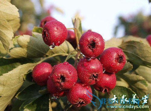 ����Ů���绨�� 8���߹������Ŷ�(7)